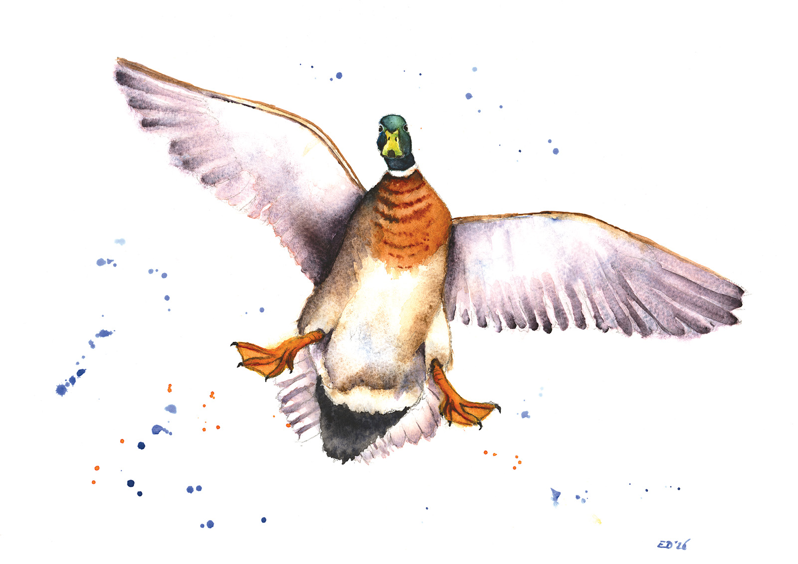 eend, duck