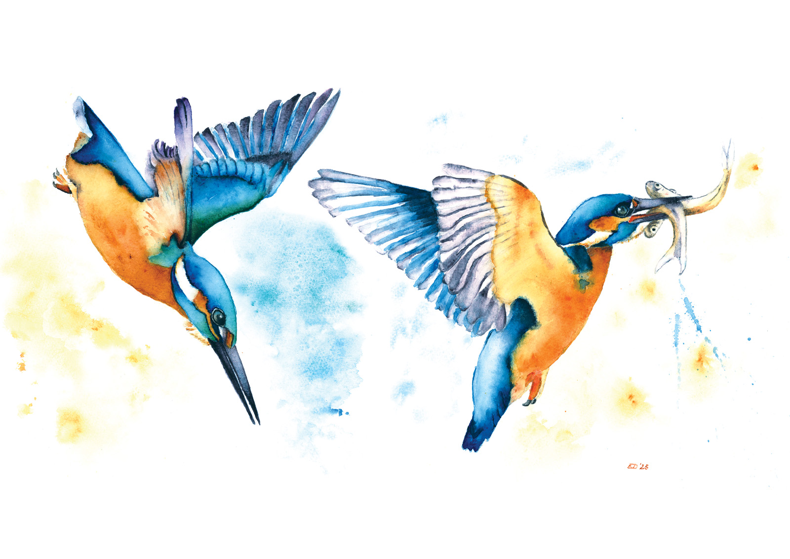 ijsvogel